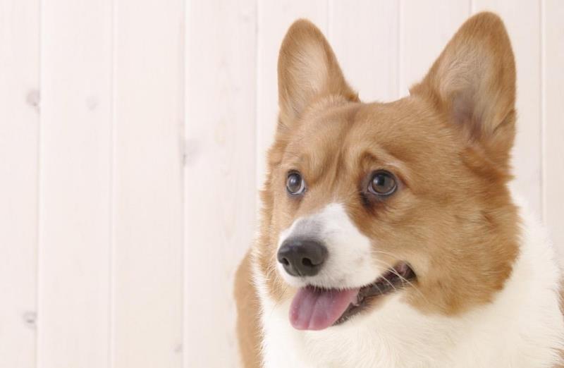 狗狗最近发生异常,经常摩擦屁股,是因为它们出现了问题