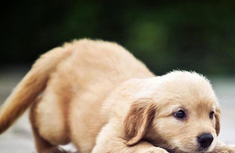 狗狗最近发生异常,经常摩擦屁股,是因为它们出现了问题