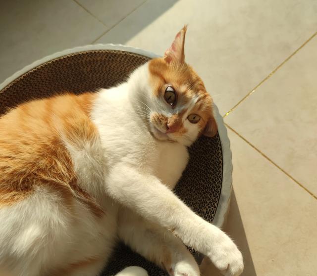 已经养了一只猫了，再养一只猫好吗