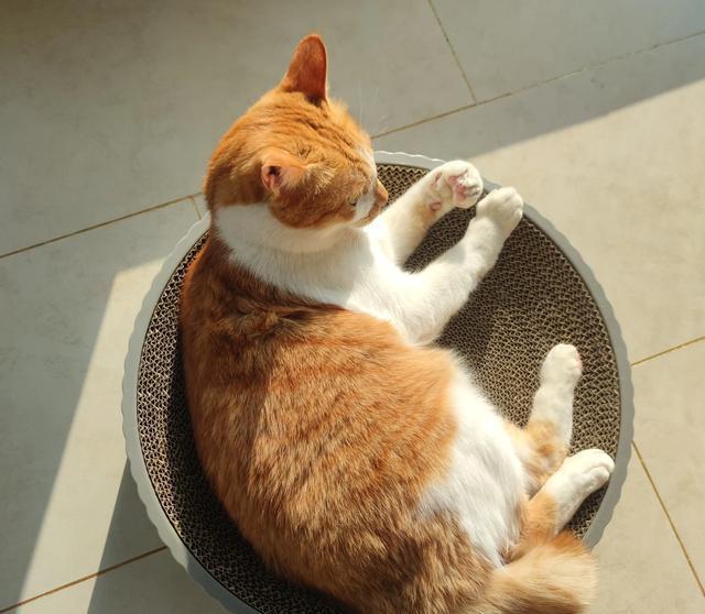 已经养了一只猫了,再养一只猫好吗