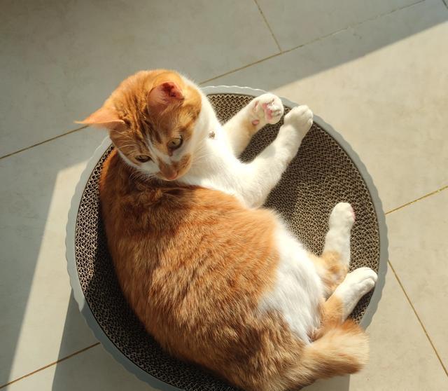 已经养了一只猫了,再养一只猫好吗