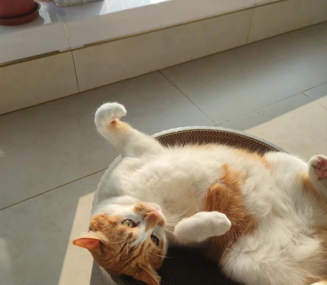 已经养了一只猫了,再养一只猫好吗