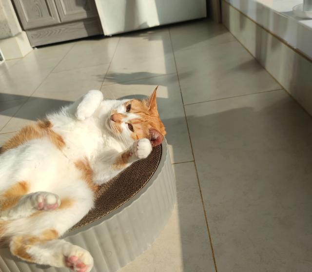 已经养了一只猫了,再养一只猫好吗