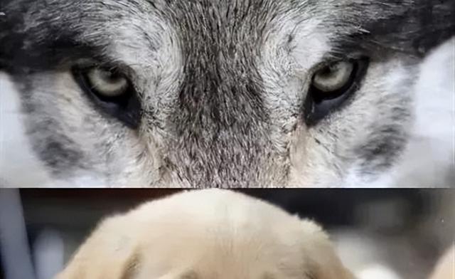 狗狗的无辜眼是进化而来？专家：没错，但有一种狗除外