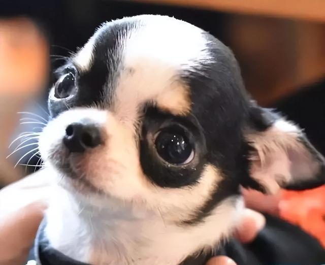 狗狗的无辜眼是进化而来?专家:没错,但有一种狗除外