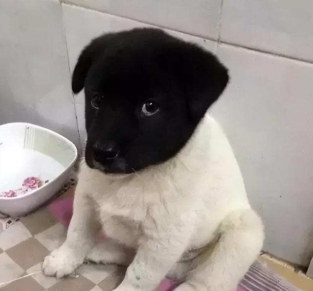 狗狗的无辜眼是进化而来?专家:没错,但有一种狗除外