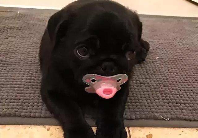 狗狗的无辜眼是进化而来?专家:没错,但有一种狗除外