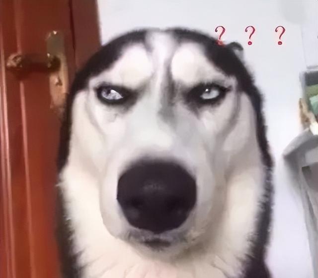 狗狗的无辜眼是进化而来?专家:没错,但有一种狗除外