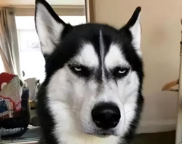 狗狗的无辜眼是进化而来?专家:没错,但有一种狗除外