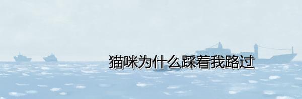 猫咪为什么踩着我路过,猫的坏习惯