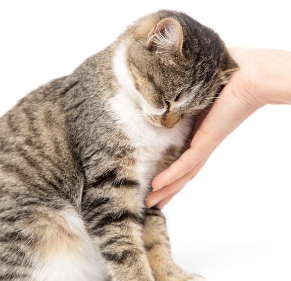 猫怎么看待人类摸它