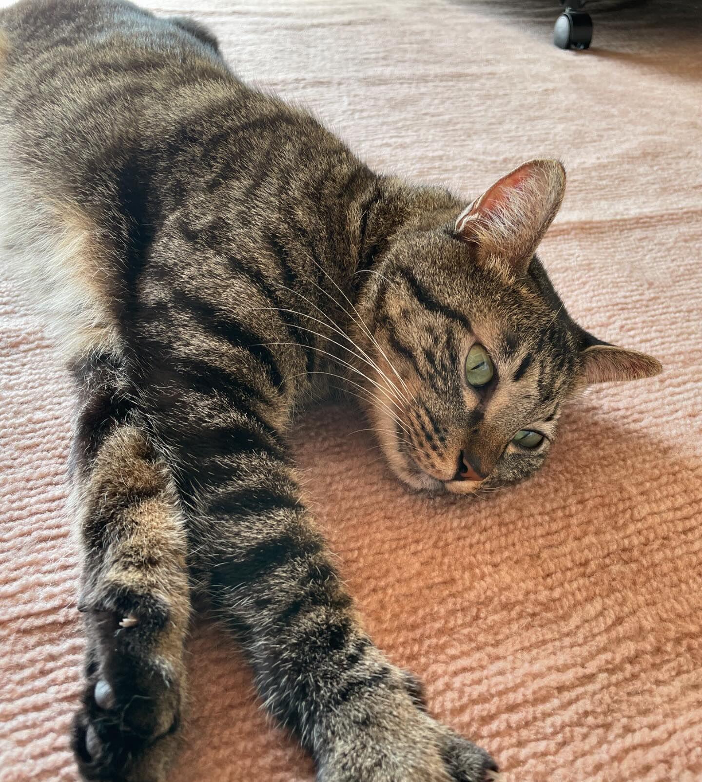 猫咪取暖那些事：暖洋洋也有“潜伏危机”！