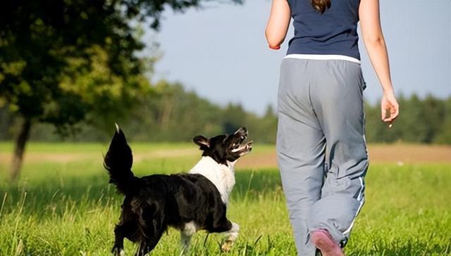 5种需要延长散步时间的犬种，让你的狗狗更健康！