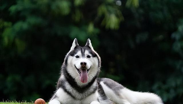 5种需要延长散步时间的犬种,让你的狗狗更健康!