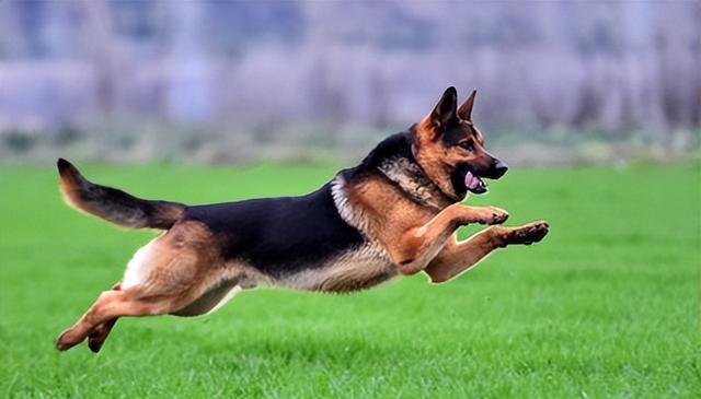 5种需要延长散步时间的犬种,让你的狗狗更健康!