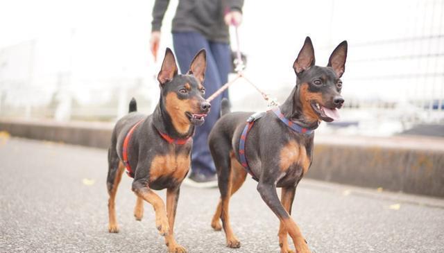 5种需要延长散步时间的犬种,让你的狗狗更健康!