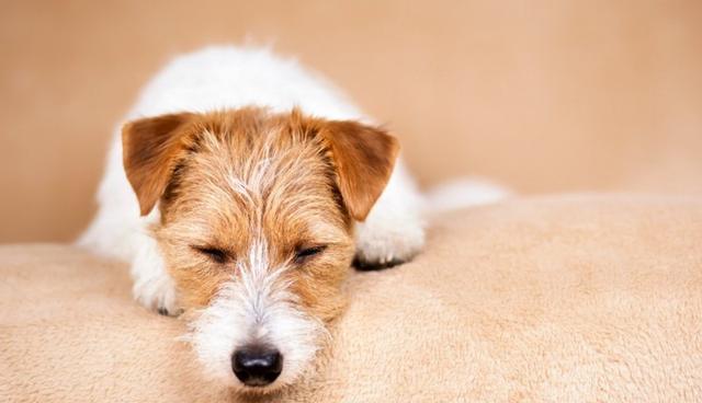 爱犬的甜蜜睡颜，告诉你“我困了”的4个信号！