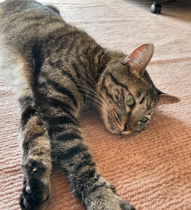 猫咪也会“肩膀酸”吗？猫咪“肩膀酸”背后的小秘密