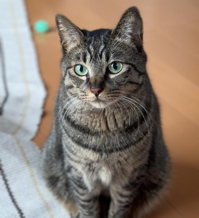 猫咪也会“肩膀酸”吗?猫咪“肩膀酸”背后的小秘密