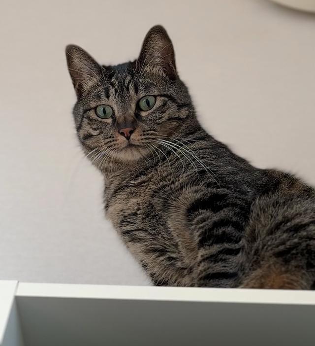 猫咪也会“肩膀酸”吗?猫咪“肩膀酸”背后的小秘密