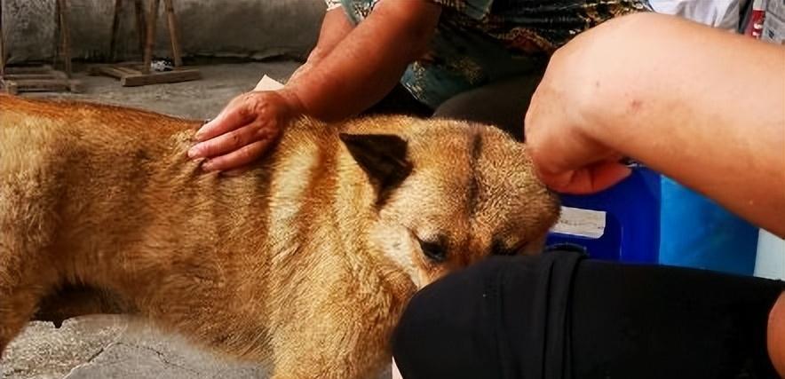 不瞒你说,中华田园犬是不是“好狗”,就看它有没这7种行为