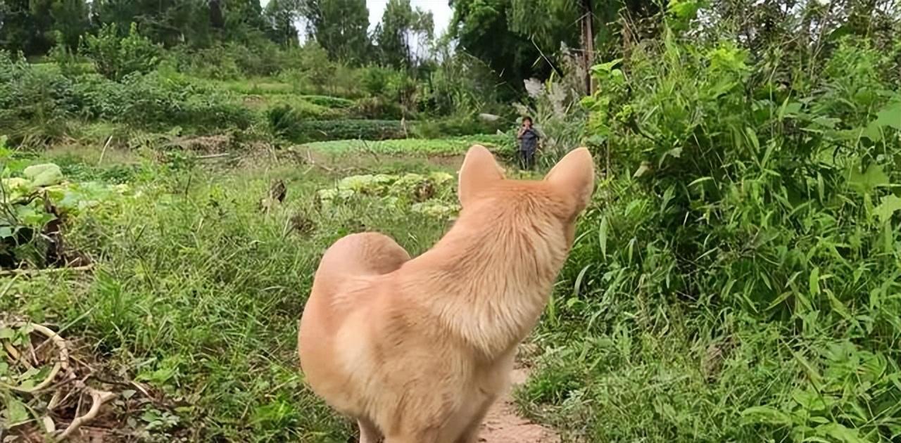 不瞒你说,中华田园犬是不是“好狗”,就看它有没这7种行为