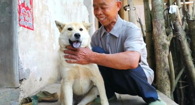 不瞒你说,中华田园犬是不是“好狗”,就看它有没这7种行为