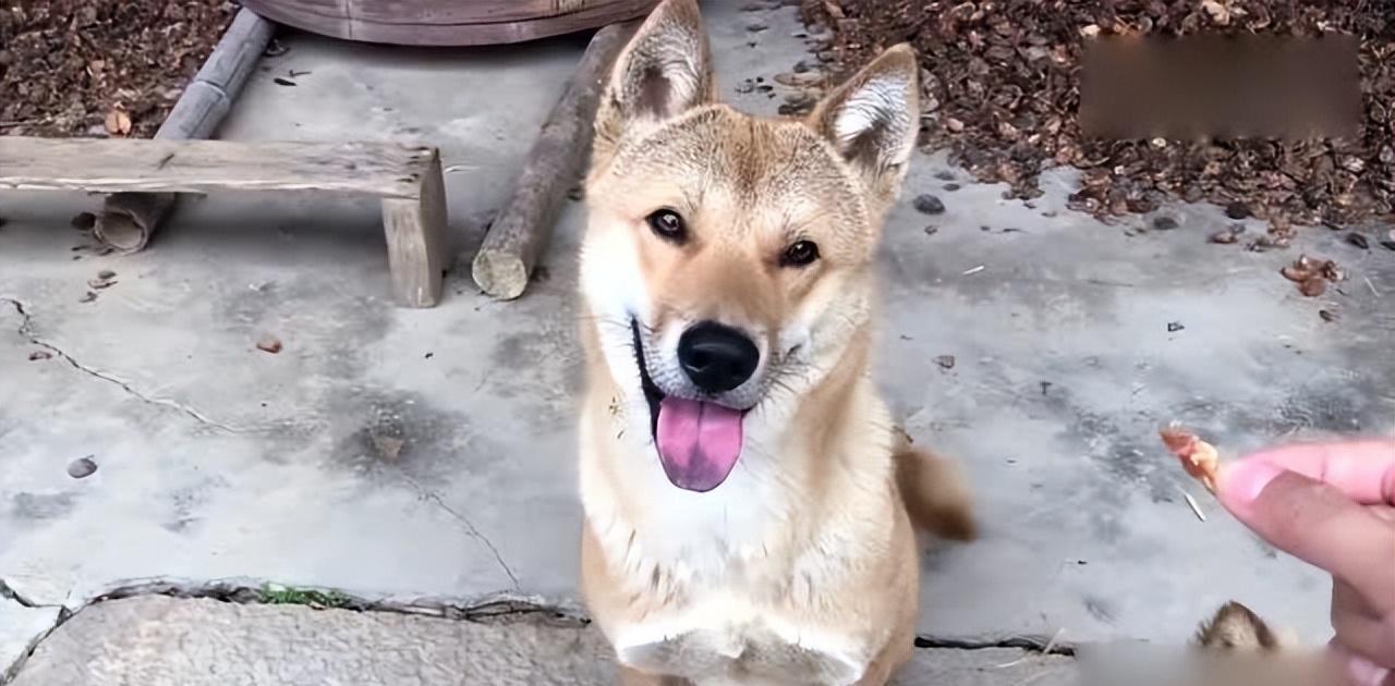 不瞒你说,中华田园犬是不是“好狗”,就看它有没这7种行为