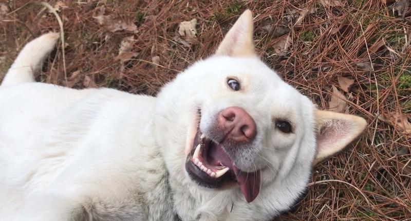 不瞒你说,中华田园犬是不是“好狗”,就看它有没这7种行为