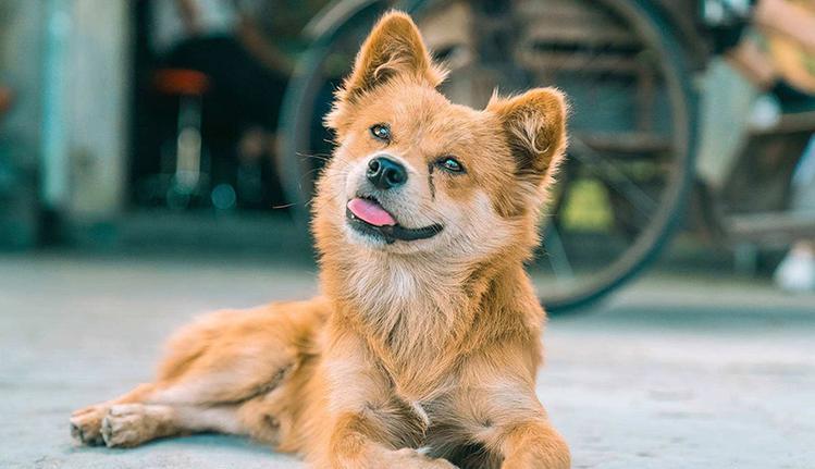 不瞒你说,中华田园犬是不是“好狗”,就看它有没这7种行为