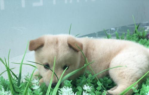 不瞒你说,中华田园犬是不是“好狗”,就看它有没这7种行为