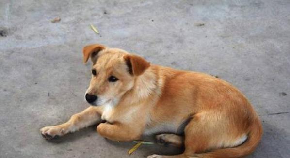 中华田园犬是不是“好狗”，就看它有没这7种行为