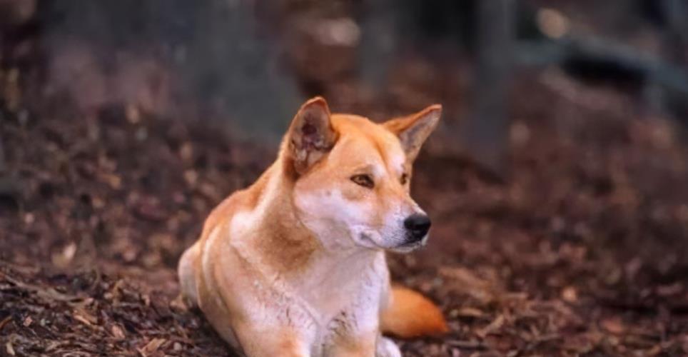 中华田园犬是不是“好狗”,就看它有没这7种行为