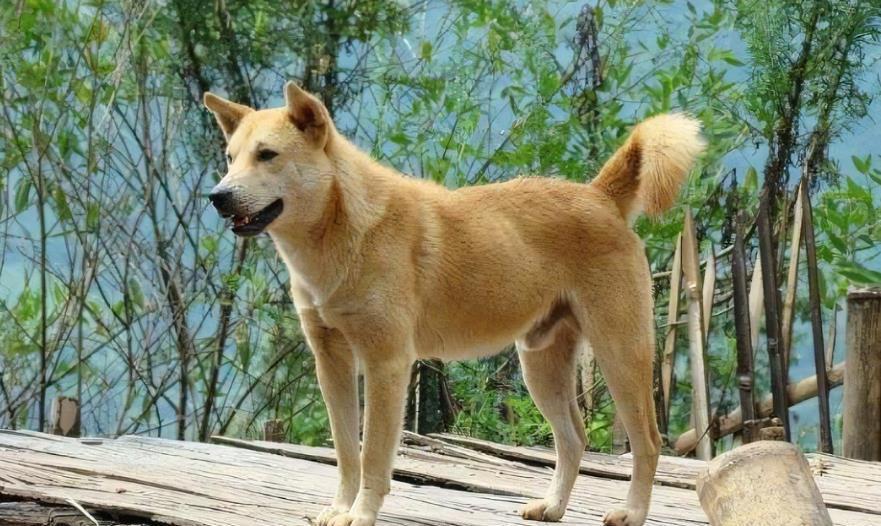 中华田园犬是不是“好狗”,就看它有没这7种行为