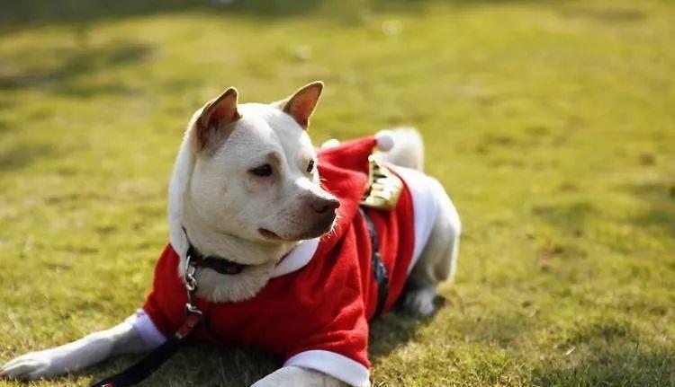 中华田园犬是不是“好狗”,就看它有没这7种行为