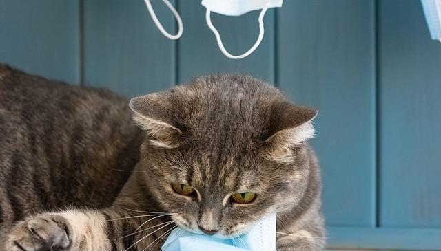 养猫安全手册：4大室内危险点，保护猫咪免受伤害！