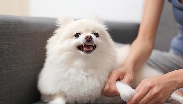 寒冬来袭，狗狗健康大作战：5大疾病防范与应对