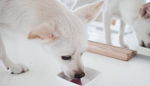 寒冬来袭,狗狗健康大作战:5大疾病防范与应对