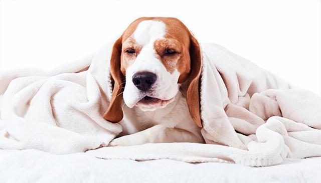 寒冬来袭,狗狗健康大作战:5大疾病防范与应对