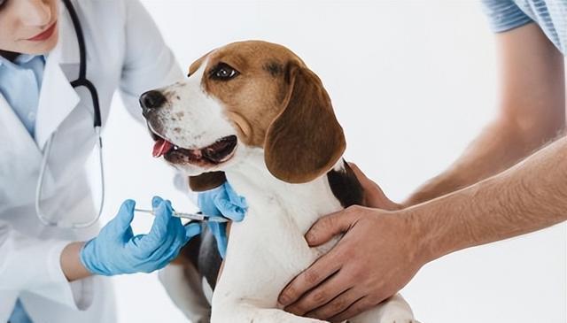 寒冬来袭,狗狗健康大作战:5大疾病防范与应对