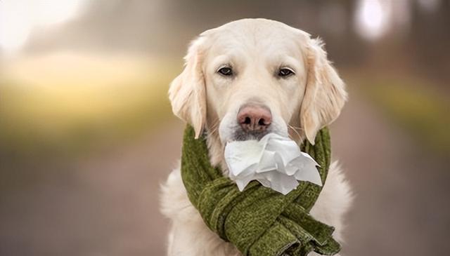 寒冬来袭,狗狗健康大作战:5大疾病防范与应对