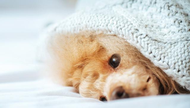 寒冬来袭,狗狗健康大作战:5大疾病防范与应对