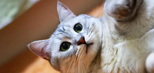 猫咪被“养得好”，就会有这6个特征，希望你家猫都有！