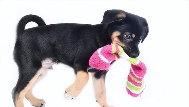 狗狗为何钟爱闻袜子?原来隐藏着这些秘密!