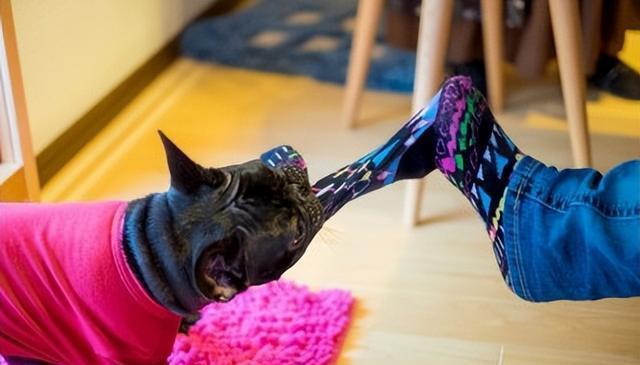 狗狗为何钟爱闻袜子?原来隐藏着这些秘密!