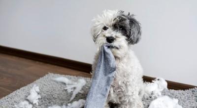 狗狗为何钟爱闻袜子?原来隐藏着这些秘密!