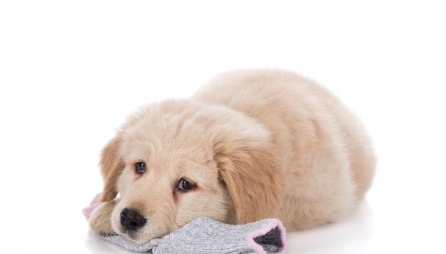 狗狗为何钟爱闻袜子?原来隐藏着这些秘密!