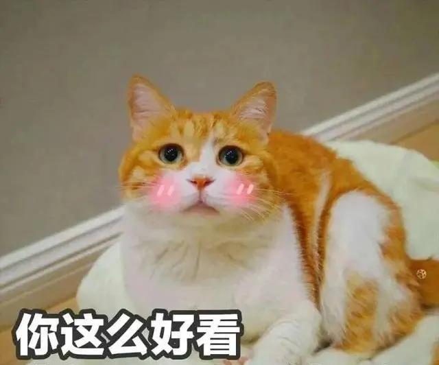 你知道吗？养猫是需要福报的，没有福报的人根本养不了猫咪！