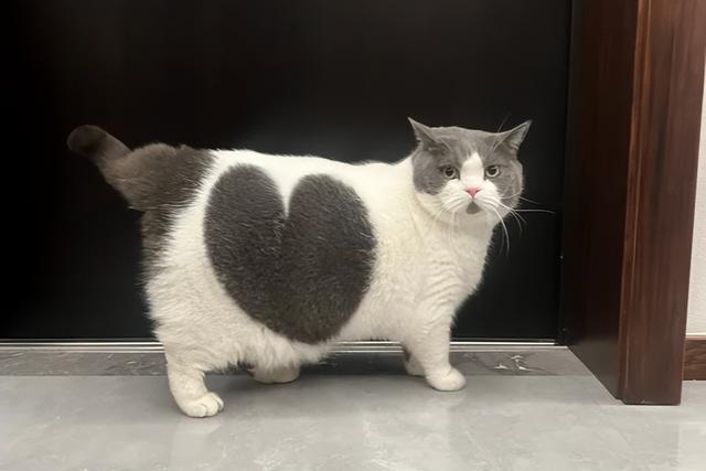 公认最好养活的“5”种招财猫,新手养了也旺家,你选对了吗?