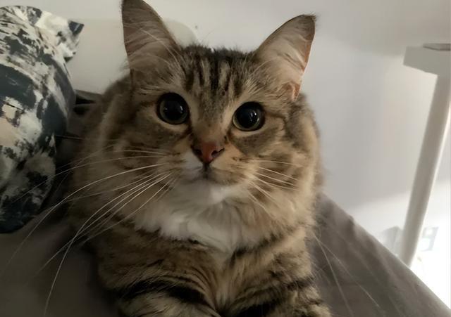 公认最好养活的“5”种招财猫,新手养了也旺家,你选对了吗?